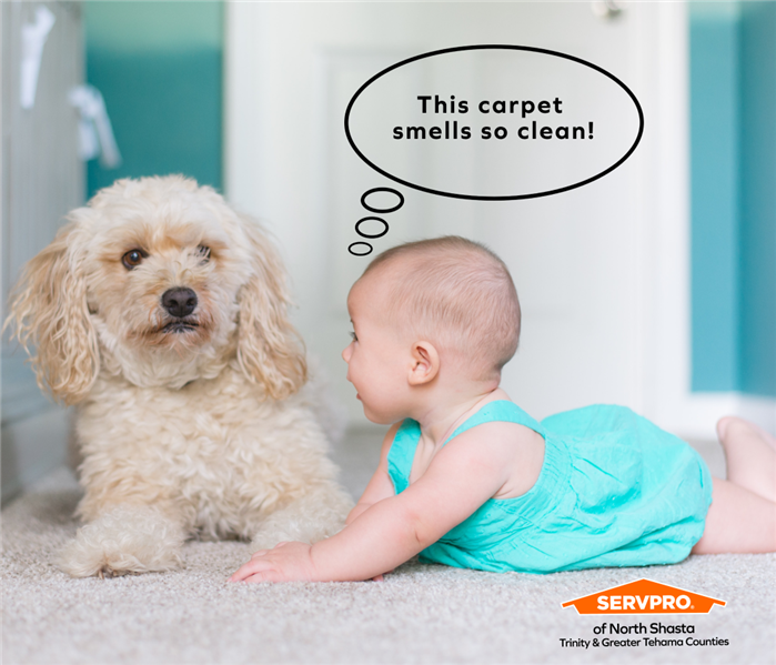 baby talking to dog about how clean the carpet is.